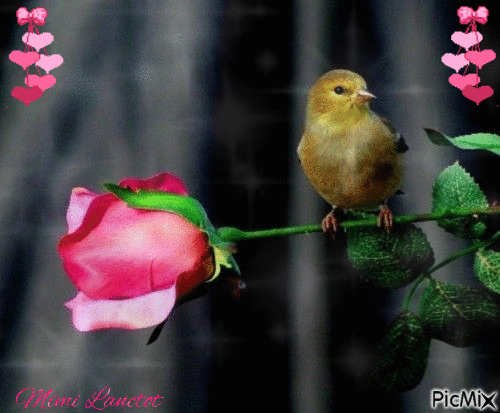 oiseau et rose - Gratis animeret GIF