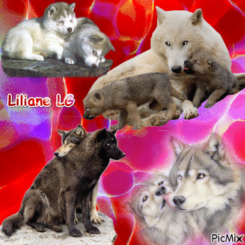 kdo pour les amies et amis des loups que j'adore ♥♥♥♥♥♥♥ - GIF animé gratuit
