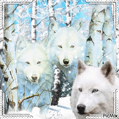 Loup au pelage blanc - GIF animé gratuit