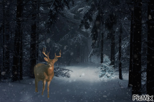 Winter Deer in the Snowy Woods - Free animated GIF