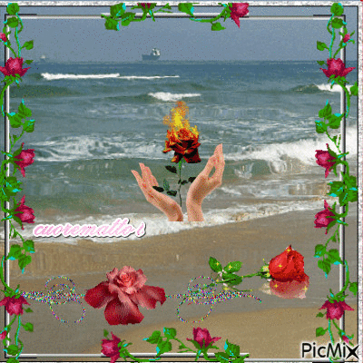 rose nel mare - Δωρεάν κινούμενο GIF