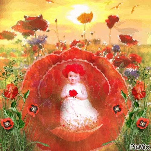 little girl and poppies - Darmowy animowany GIF