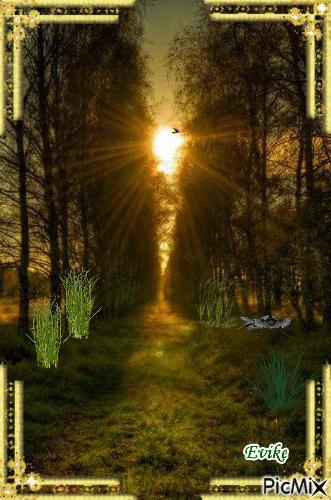 Sunset in Forest - Δωρεάν κινούμενο GIF