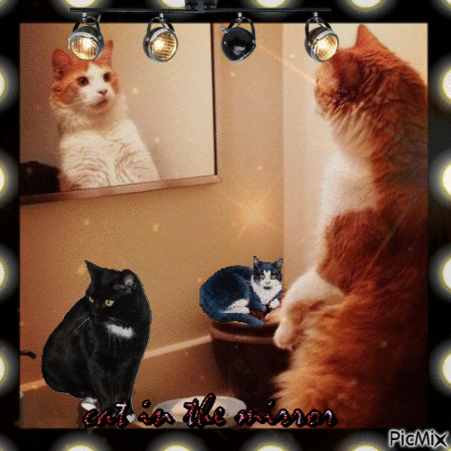 cat in the mirror - Free animated GIF