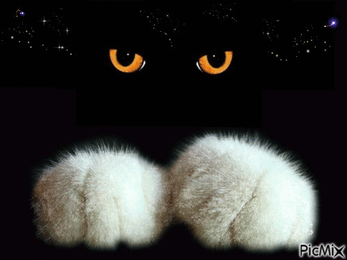 Gato en la oscuridad - 免费动画 GIF
