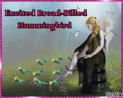 Hummingbird - Δωρεάν κινούμενο GIF
