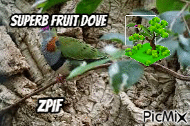 Superb Fruit Dove - GIF animasi gratis
