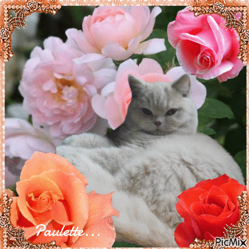 chat blanc parmi les fleurs - Darmowy animowany GIF