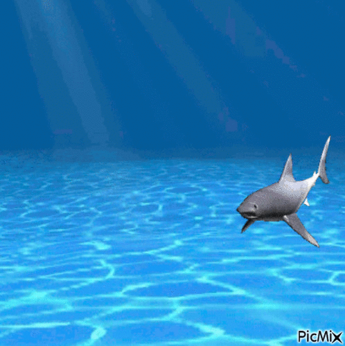 crazy shark - Gratis animeret GIF