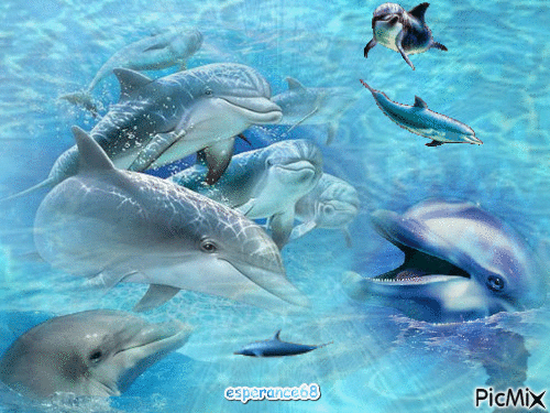 Les dauphins - 無料のアニメーション GIF