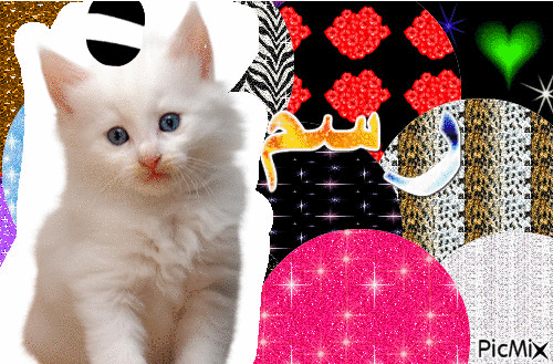 القطة المقطقطة - 無料のアニメーション GIF