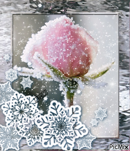 rose glacée - GIF animado gratis
