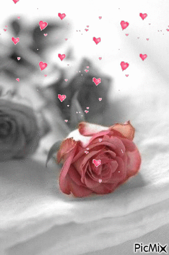 Olor a rosa. - Free animated GIF