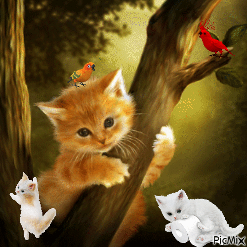 chaton roux - Безплатен анимиран GIF