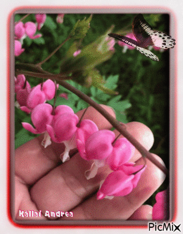 Az én kis kertem szépsége. - Darmowy animowany GIF