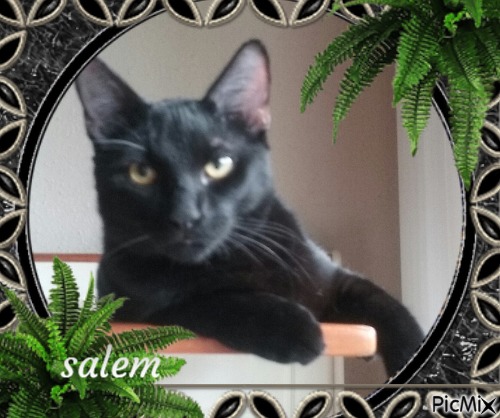 cat ( my cat salem) - ücretsiz png