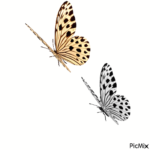 fjärilar - GIF เคลื่อนไหวฟรี