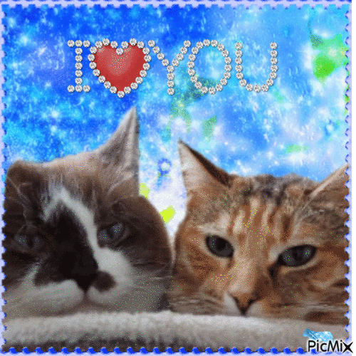 I love you cats 🐈 - Gratis geanimeerde GIF