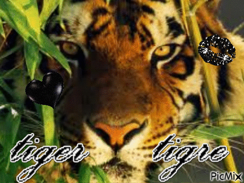 tigre - GIF animado grátis