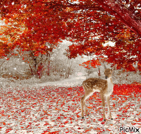Fall Trees and Snow - GIF animé gratuit