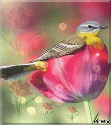 oiseau tulipe - Free animated GIF