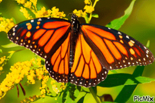 The Monarch - Animovaný GIF zadarmo
