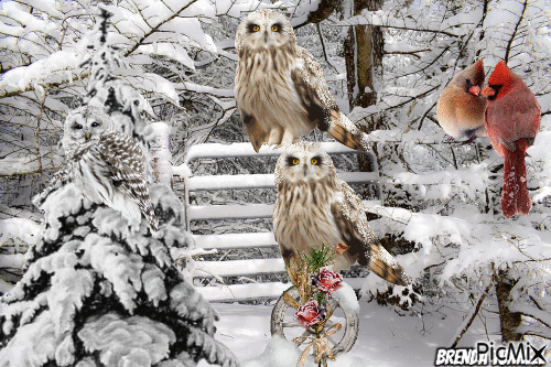 winter owl - Gratis animerad GIF