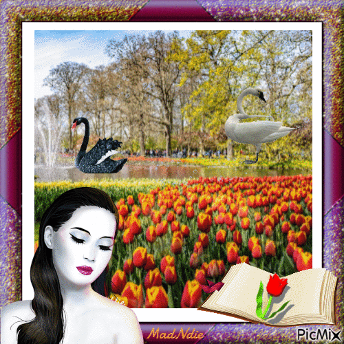 les belles tulipes - GIF animado grátis