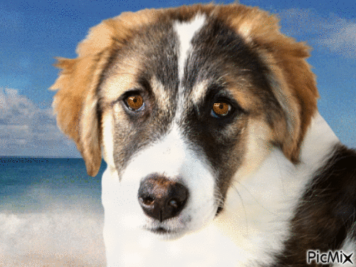 Amazing dog - 無料のアニメーション GIF