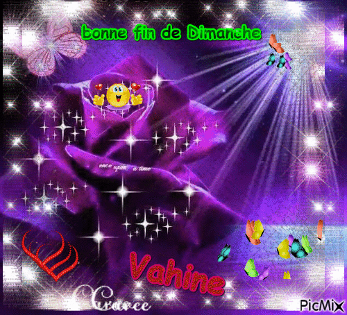 roses violette bises du soir - Darmowy animowany GIF