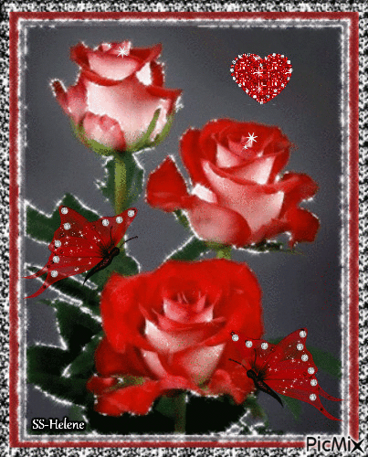 Red and white roses. - GIF animé gratuit