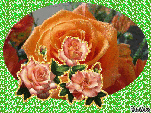 oranžové růže - 免费动画 GIF