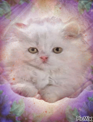 Kitty - Besplatni animirani GIF