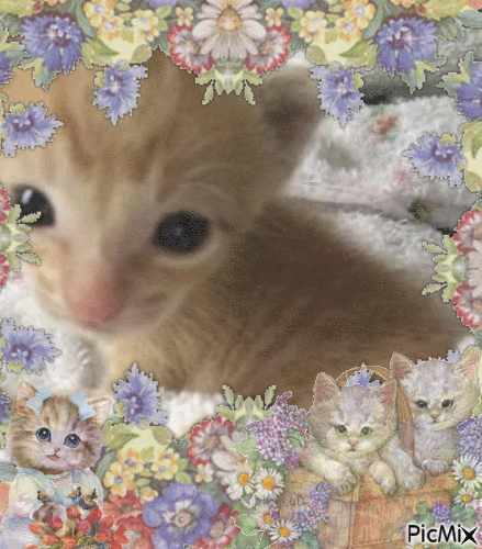 meow meow meow meow meow meow - 無料のアニメーション GIF