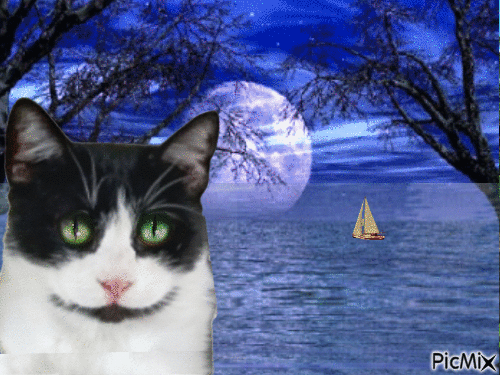 Amazing cat - Bezmaksas animēts GIF