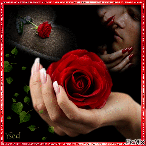 En la mano una rosa. - Ücretsiz animasyonlu GIF