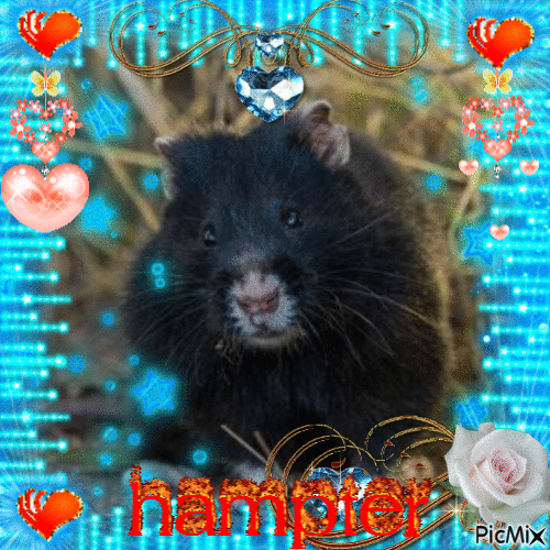 european hamster - Безплатен анимиран GIF