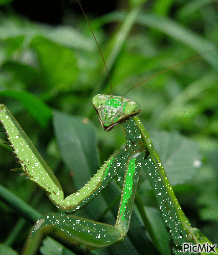 sparkly mantis :p - Gratis animeret GIF