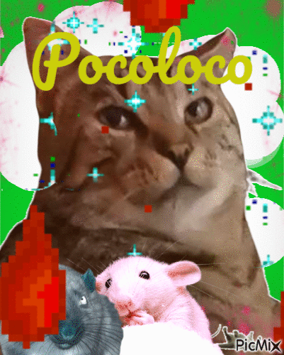 Pocoloco - Безплатен анимиран GIF