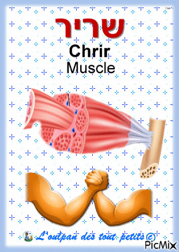 muscle - Animovaný GIF zadarmo