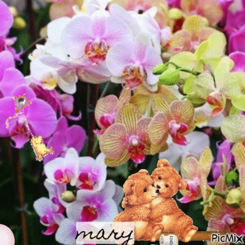 Les orchidées - Kostenlose animierte GIFs