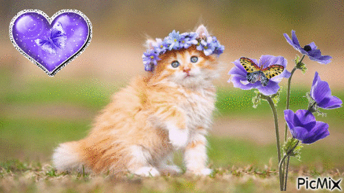 chat papillons - GIF animé gratuit