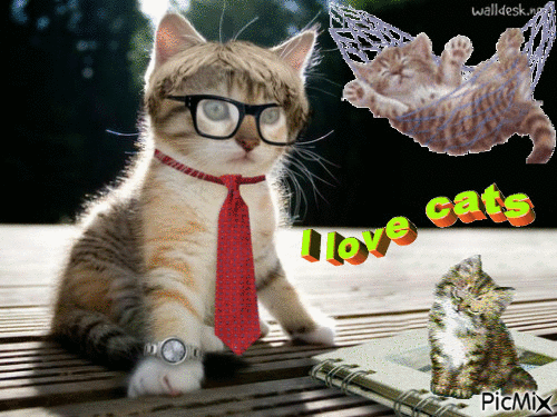 I love cats - Animovaný GIF zadarmo