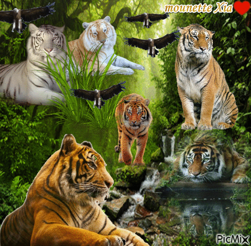 les tigres - GIF animado grátis