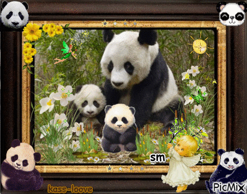 pandas - Ilmainen animoitu GIF