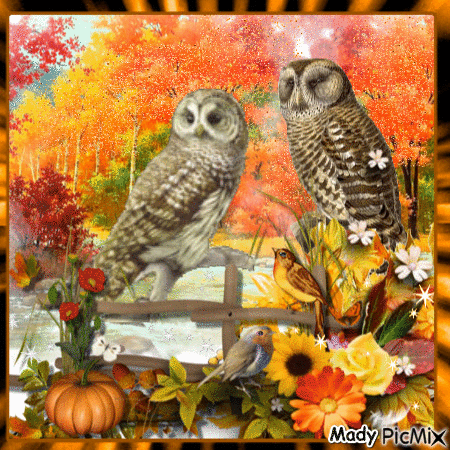 Autumn owl - Animovaný GIF zadarmo