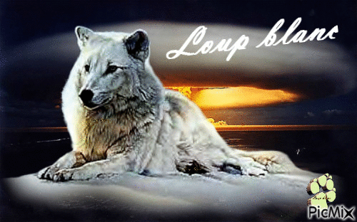 Loup blanc !! :) :) - Бесплатни анимирани ГИФ