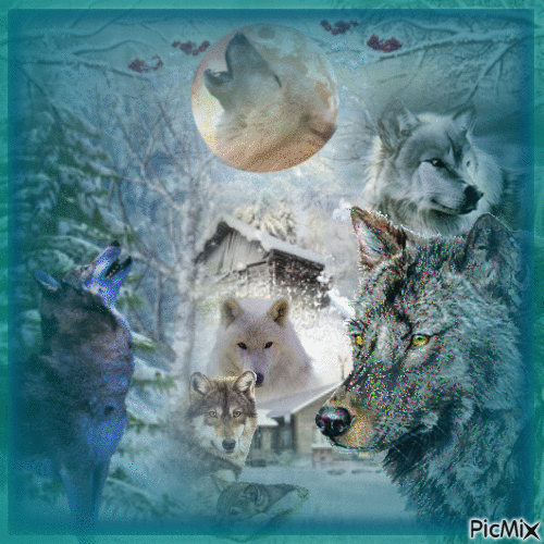 au coeur de l'hiver de magnifique loups - Darmowy animowany GIF