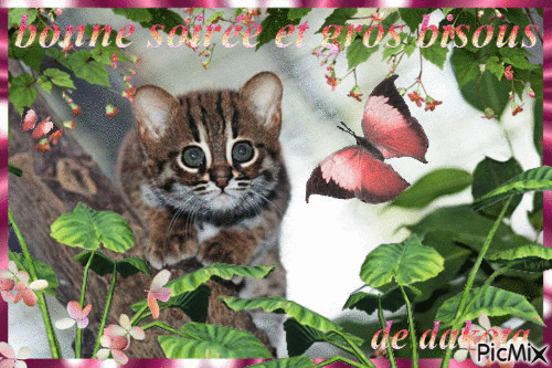petit chat rubigineux - Ingyenes animált GIF