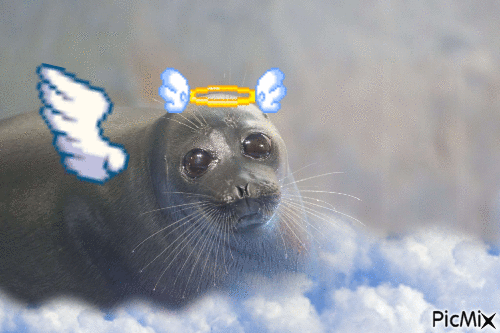 heavenly seal - GIF animé gratuit